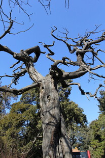 古老苍劲的大树