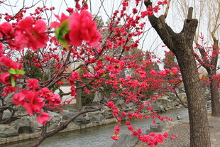 红梅绽放于古朴景致中