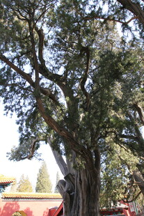 古老繁茂的大树