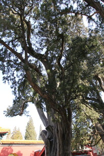 古老苍劲的参天大树