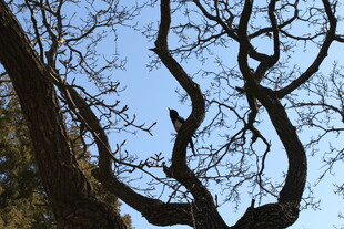 枯树枝干伸向蓝天