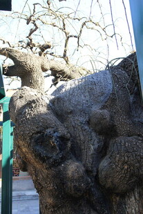 奇特造型的古老树干