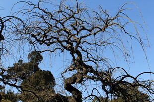 虬枝老树映蓝天