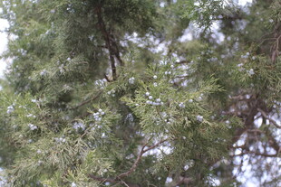 茂密葱郁的树木枝叶