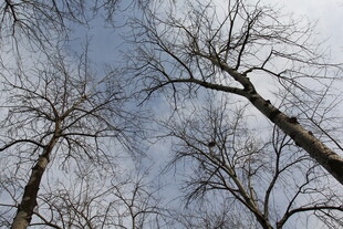 冬日枯树仰视图