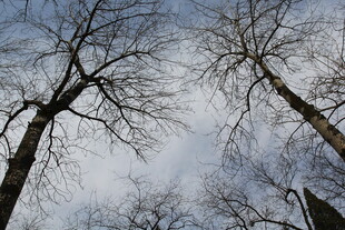 仰视冬日光秃树木景象