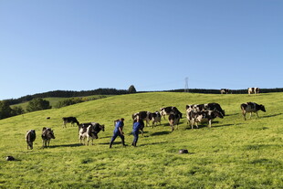 新西兰牛奶牧场