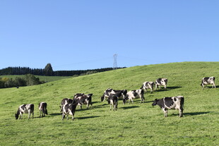 新西兰牛奶牧场