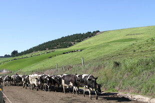 新西兰牛奶牧场