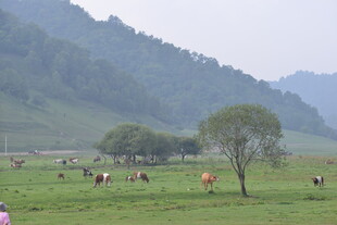 草原牧场景色