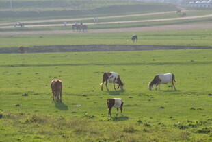 草原上悠闲吃草的牛群
