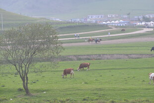 草原上的牛群与孤树