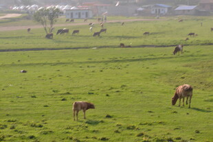 草原上悠闲吃草的牛群