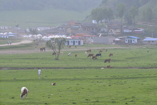 草原上的牧场景象