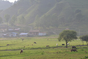乡村田野间的悠闲牧场景象
