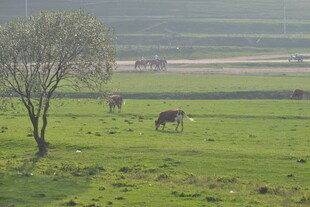 草原上悠闲吃草的马匹