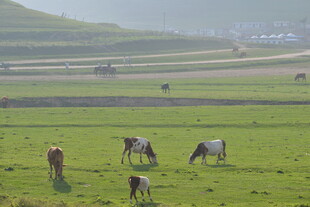 草原上悠闲吃草的牛群
