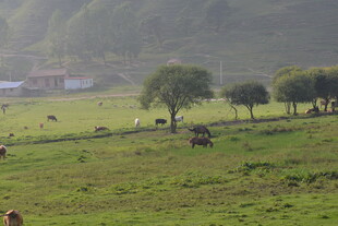 乡村草原牧场景色