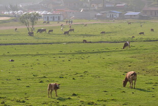 草原上悠闲吃草的马群