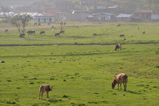 草原上的牛马悠然吃草
