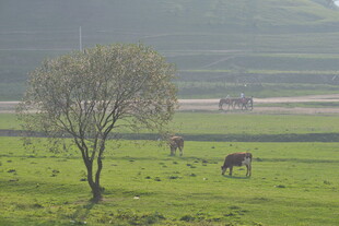 草原孤树旁的悠闲马群