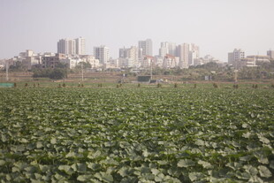 田野与城市天际线景观