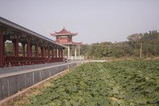 中式长廊旁的葱郁绿植