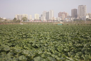 城市边的绿色农田
