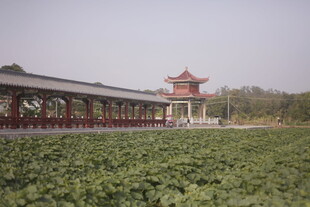 中式长廊旁的繁茂绿植