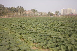 绿意盎然的农田景观