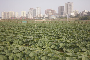 城市边的大片绿色农田