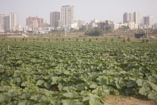 城市边的绿色农田