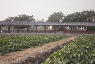 田园中式长廊景观