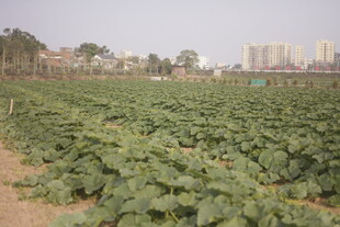 农田蔬菜种植景观