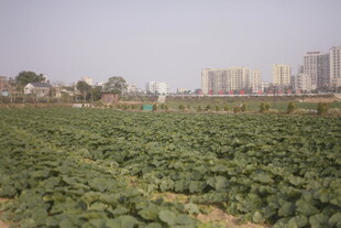 城郊农田与远处高楼景观