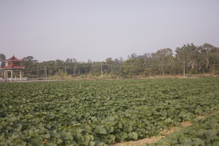 田野风光 远处小屋隐现