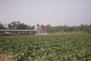 田野风光中的红顶建筑