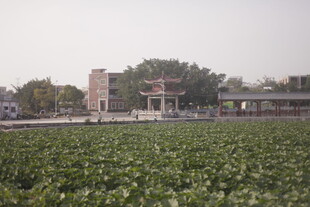 荷塘边的乡村建筑景观