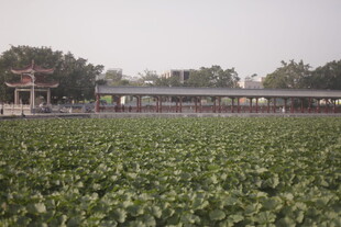 荷塘边的中式建筑景观