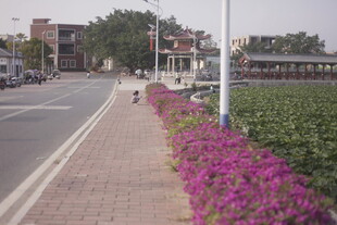 街道旁绽放的绚烂紫花