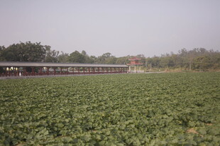 田野中的建筑景观
