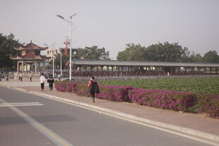 城市路边的多彩花卉景观