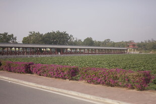 路边多彩花田与远处建筑