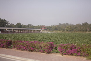 田野旁公路边的绚烂花丛