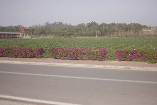 路边繁花与绿植景观
