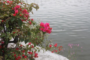 水边绽放的艳丽三角梅