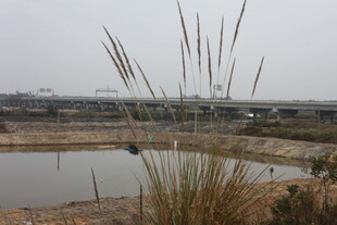 湿地景观中的芦苇与水域