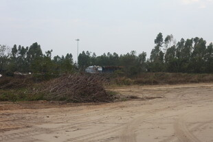 空旷土路旁的茂密树林