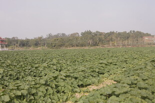 绿意盎然的广阔农田