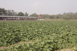 绿色农田 作物茂盛生长